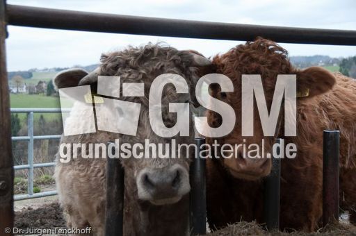 Hausrind (163 von 174).jpg